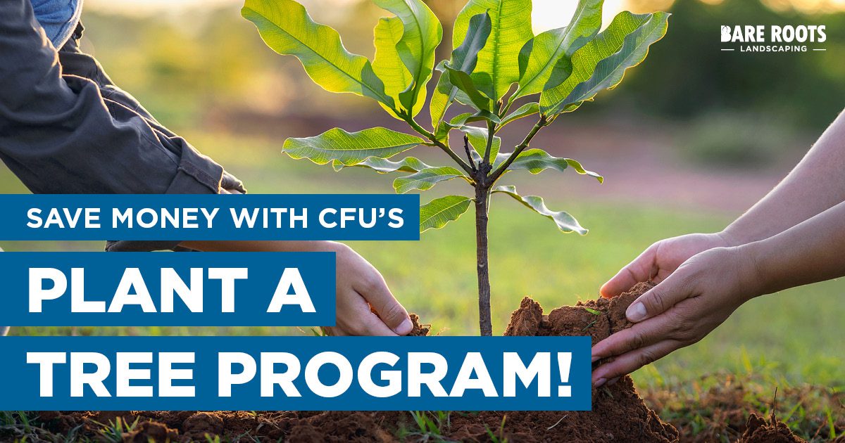 Save Money with CFU’s Plant a Tree Program!